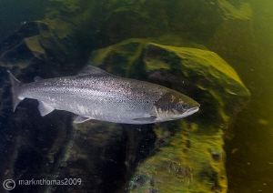 Atlantic salmon in river Lune. by Mark Thomas 